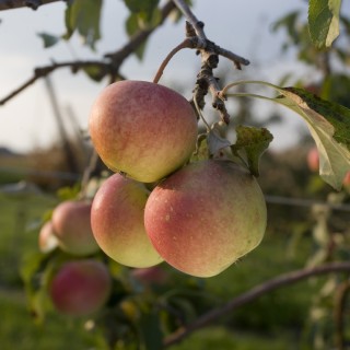 Fruits Nos Produits